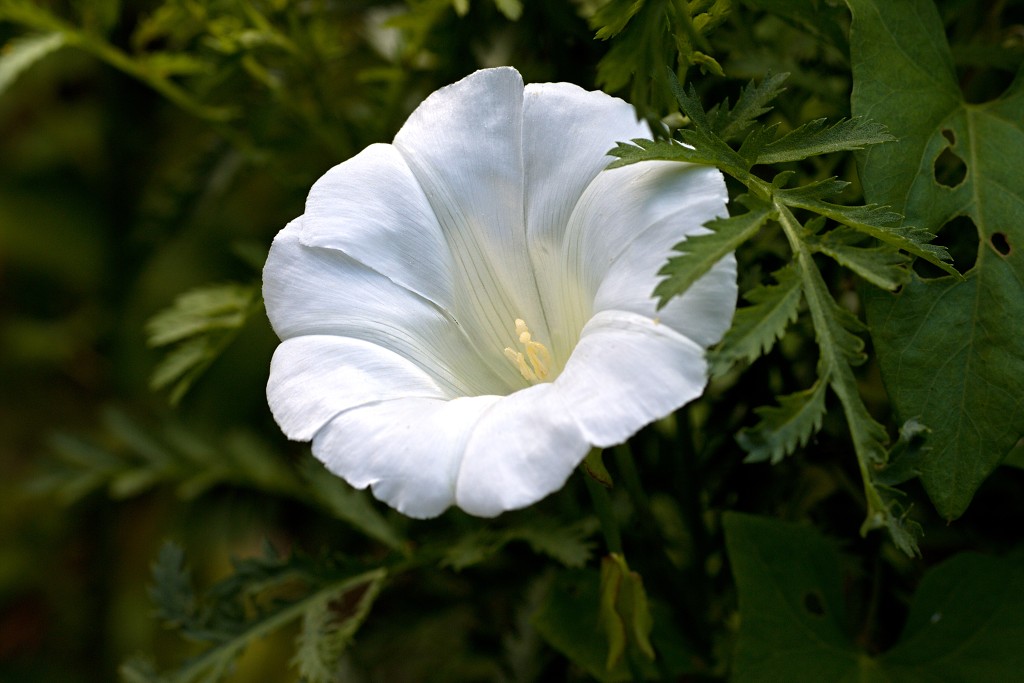 nationaal park de groote peel grote natuurgebied natuur hdr brabant limburg staatsbosbeheer turf veen heide hei bos bossen